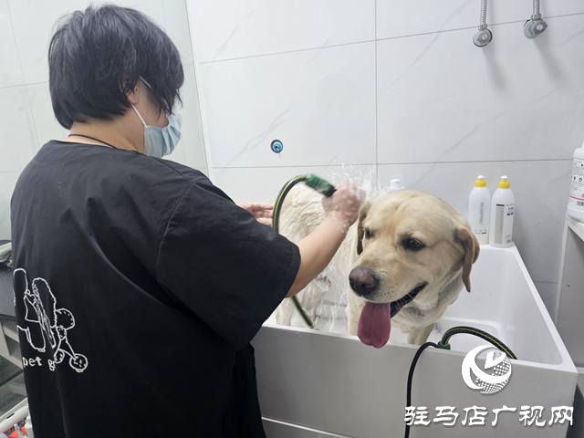 春节临近，宠物经济“旺”起来 宠物美容服务成节前消费新热点