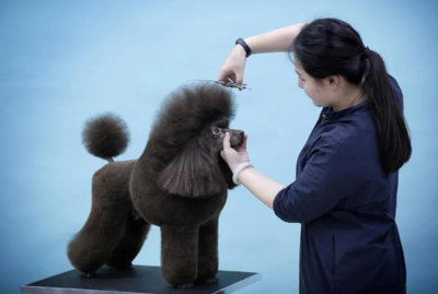 宠物美容师赚钱吗