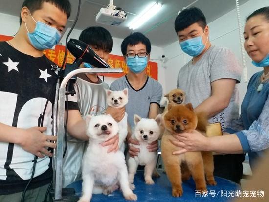 想要开一家宠物店需要做些什么呢?